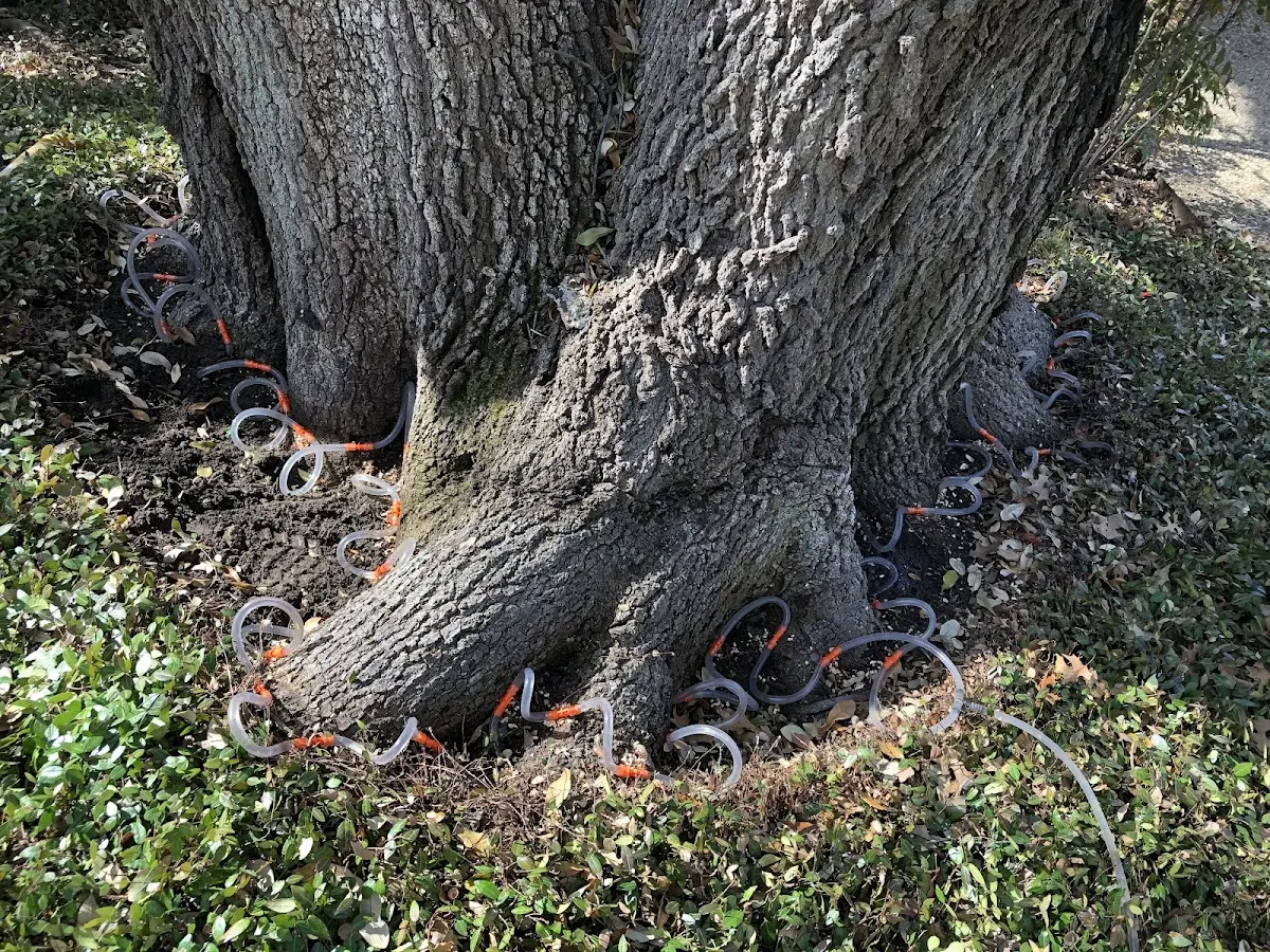 Detailed Tree Cabling and Bracing job site in Mystic