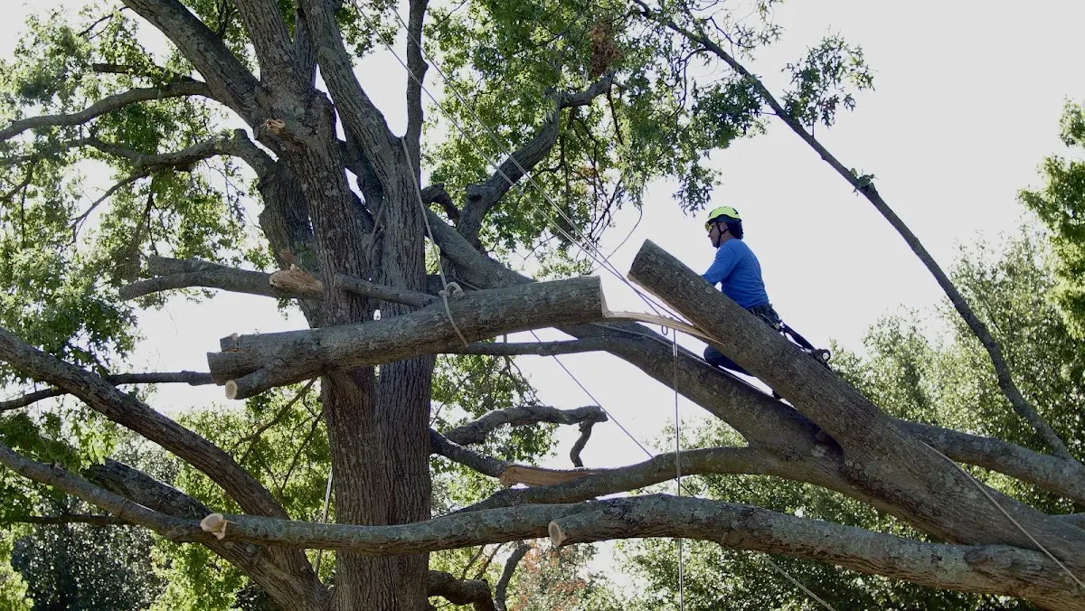 Professional Hazardous Tree Removal performed by certified arborists in Mystic