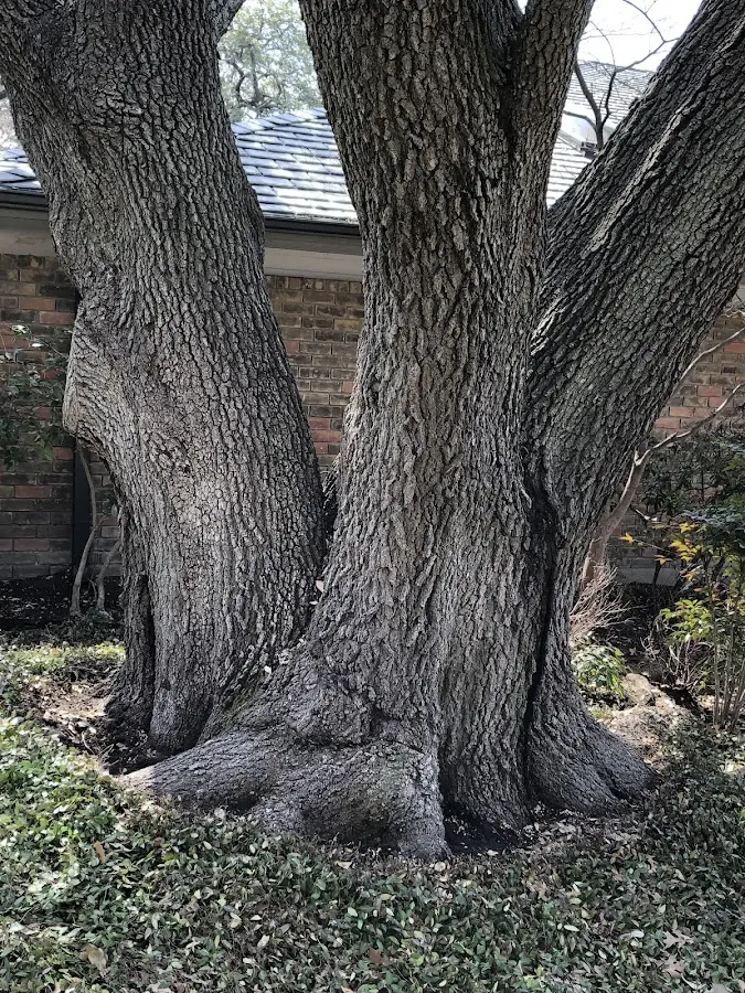 Mature heritage tree close to a Mystic property cared for by certified arborists